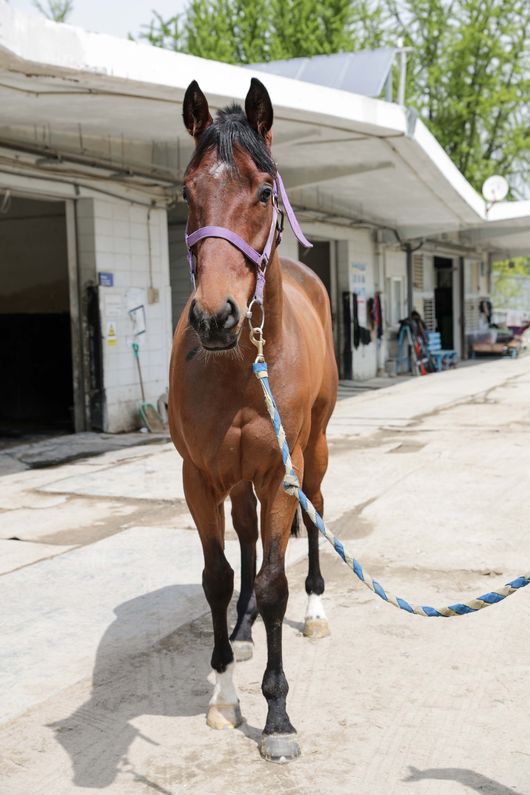 [사진]케이엔블루 /한국마사회 제공