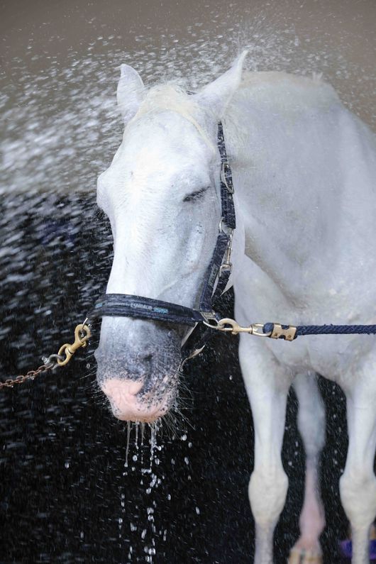 [사진]한국마사회 제공