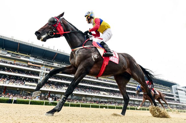 [사진]문학치프 /한국마사회 제공