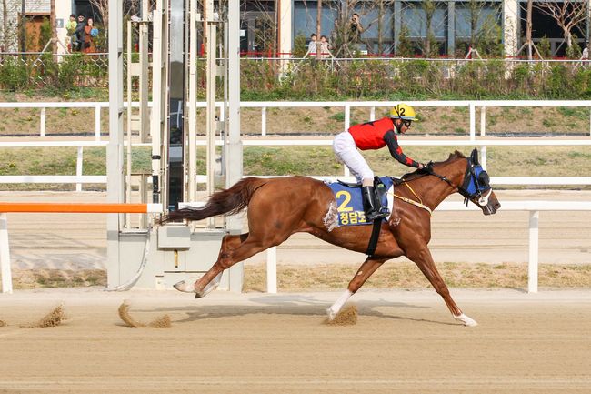 [사진]청담도끼 /한국마사회 제공
