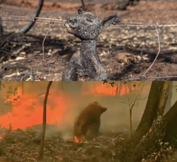 [사진=샘 해밍턴 SNS] 호주에서 대형 산불 피해가 5개월째 이어지고 있다. 사진은 샘 해밍턴이 공개한 산불로 인해 타죽은 캥거루 새끼(위)와 산불을 피해 도망치는 코알라(아래).