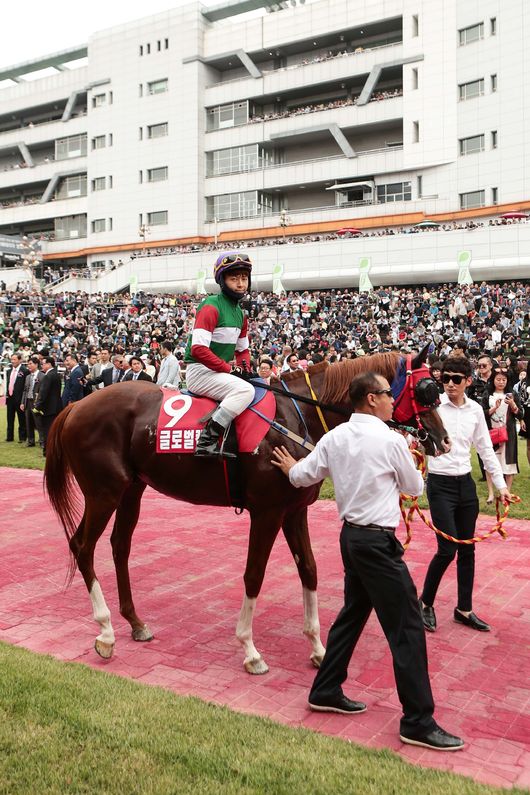 [사진]글로벌캡틴 /한국마사회 제공