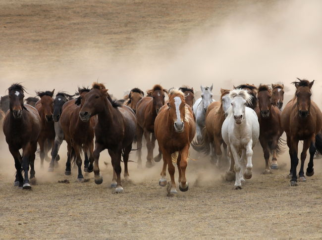 [사진]한국마사회 제공