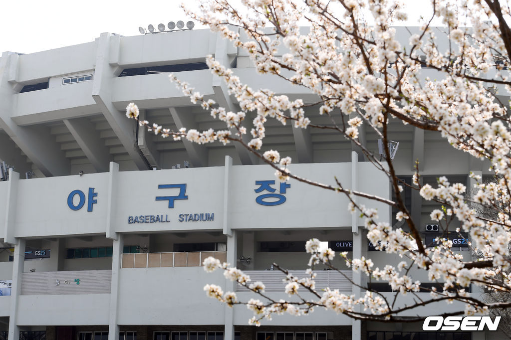 벚꽃이 핀 잠실 야구장. /cej@osen.co.kr