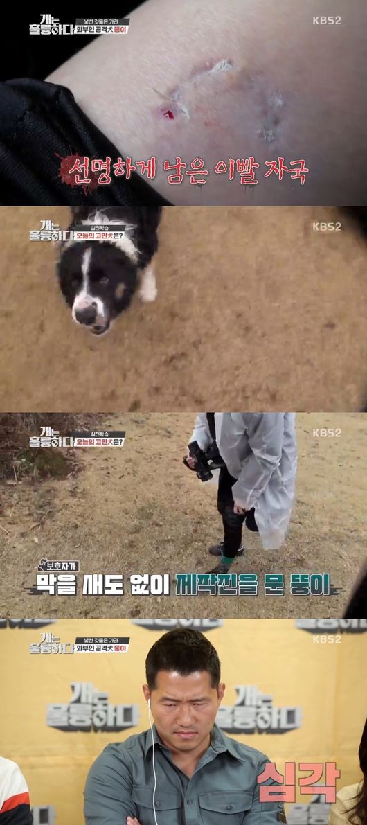 '개는 훌륭하다' 방송화면