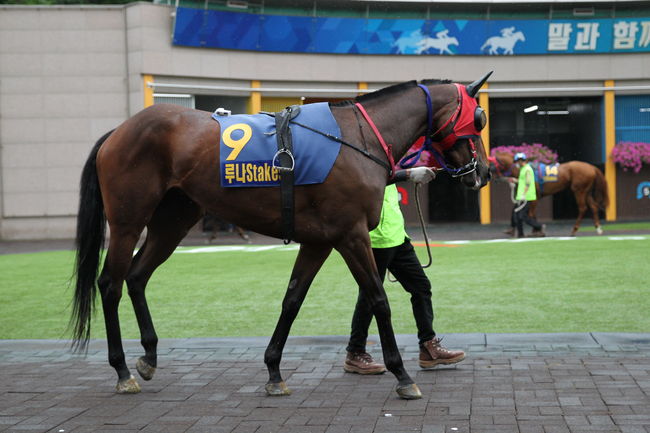[사진]콰이어트아델 루나스테이크스 /한국마사회 제공