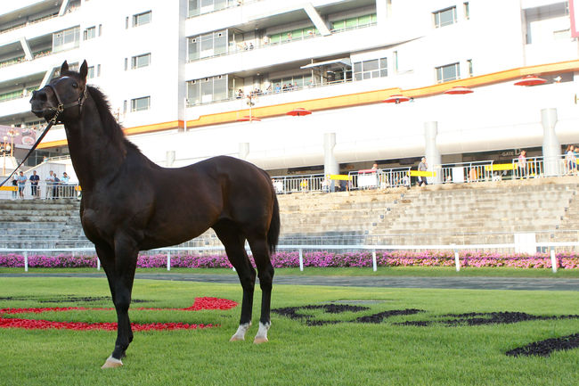 [사진]메니피 /한국마사회 제공