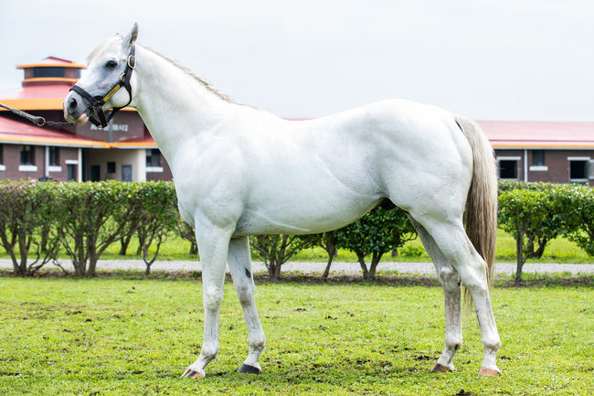 [사진]한센 /한국마사회 제공