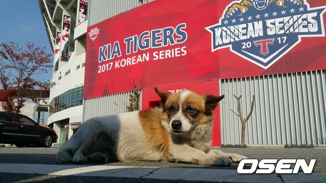 2017년 한국시리즈 우승 직후 촬영 포즈를 취해준 일레븐. 