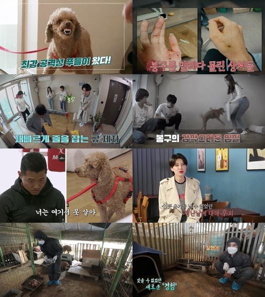 '개훌륭' 제공