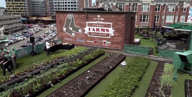 [사진]보스턴 레드삭스의 홈구장인 펜웨이 파크 안에 위치한 펜웨이 농장. <보스턴 레드삭스 홈페이지 영상 캡처> 