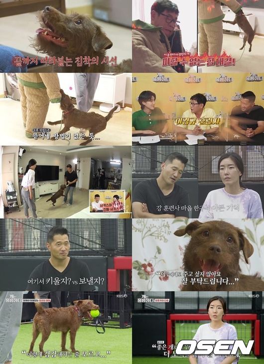 KBS2 '개는 훌륭하다'