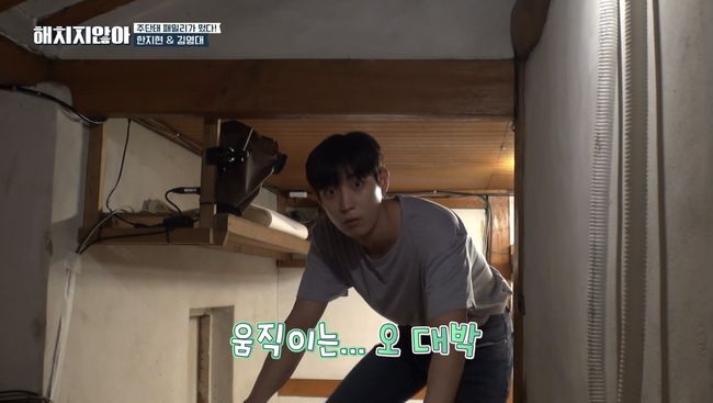 '해치지지 않아' 방송화면