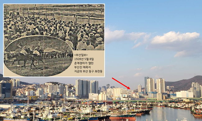 [사진]매축지경마장터 /한국마사회 제공