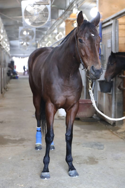 [사진]위시미 /한국마사회 제공