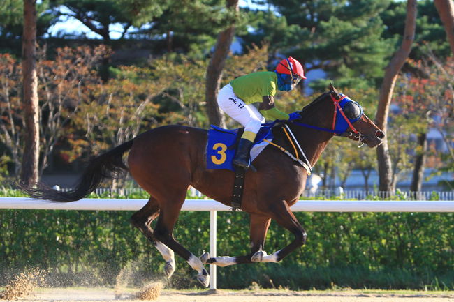 [사진]라온핑크 /한국마사회 제공