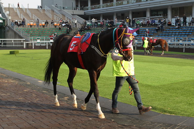 [사진]어디가나 /한국마사회 제공