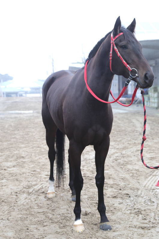 [사진]루비콘 /한국마사회 제공