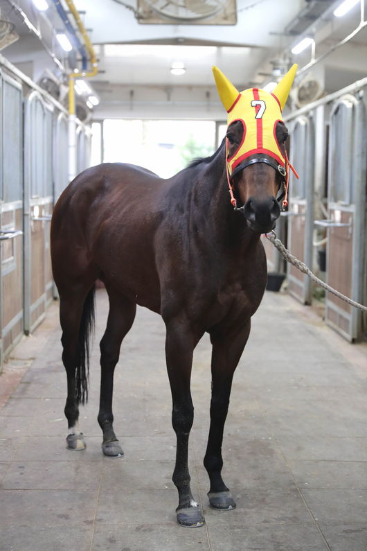 [사진]사려니퀸 /한국마사회 제공