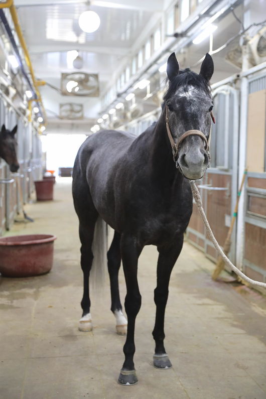 [사진]워너블루 /한국마사회