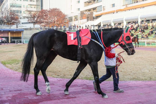 [사진]엠제이파워 /한국마사회 제공