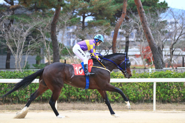 [사진]메니히어로 /한국마사회 제공