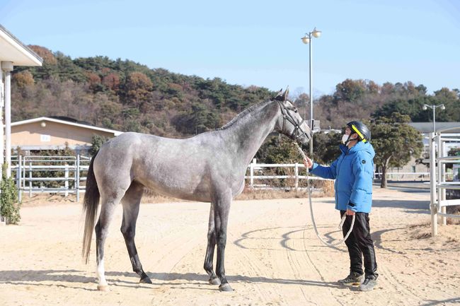 [사진]석세스타임 /한국마사회 제공