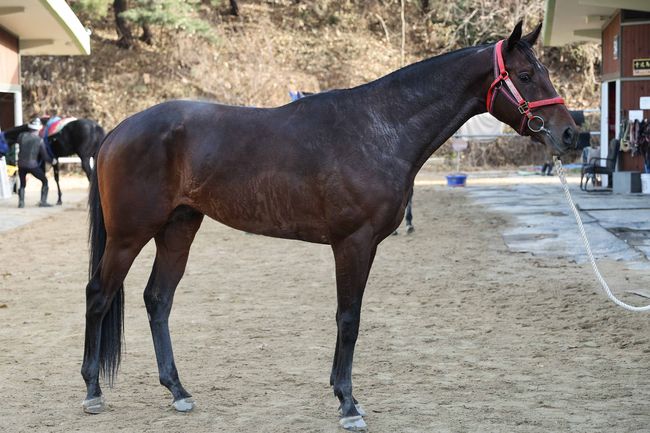 [사진]록임팩트 /한국마사회 제공