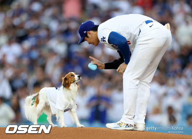 [사진] LA 다저스 오타니 쇼헤이가 반려견 디코이와 시구 퍼포먼스를 준비하고 있다. ⓒGettyimages(무단전재 및 재배포 금지)