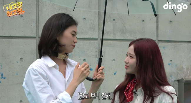 '딩고 스튜디오' 영상